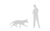 Coyote Size Compared to 6 Foot Man